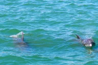 Clearwater Dolphin Cruise and Island Adventure thumbnail 2
