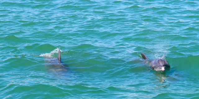 Clearwater Dolphin Cruise and Island Adventure - Image 2