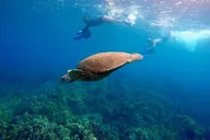 Maui Underwater Scooter Snorkeling Tour thumbnail 5
