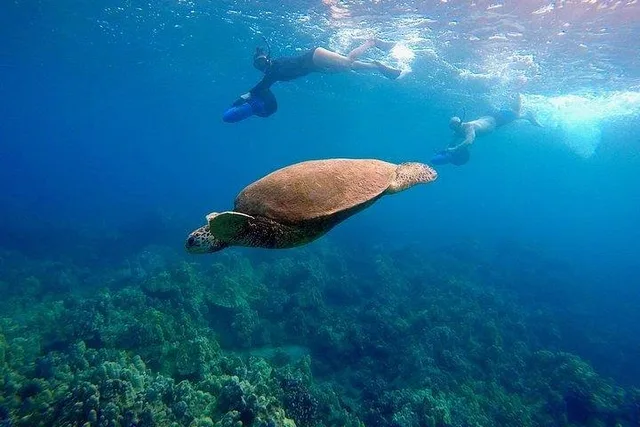 Maui Underwater Scooter Snorkeling Tour - Image 5