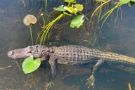 Miami Everglades Airboat Ride 60 Min thumbnail 3