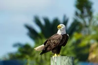 Daytona Beach Halifax River Wildlife Boat Tour thumbnail 1