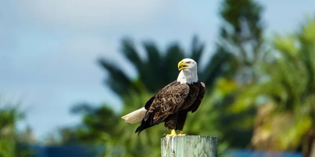 Daytona Beach Halifax River Wildlife Boat Tour - Image 1