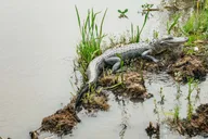 New Orleans Oak Alley Plantation and Swamp Tour thumbnail 3