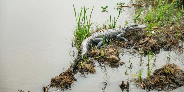 New Orleans Oak Alley Plantation and Swamp Tour - Image 3