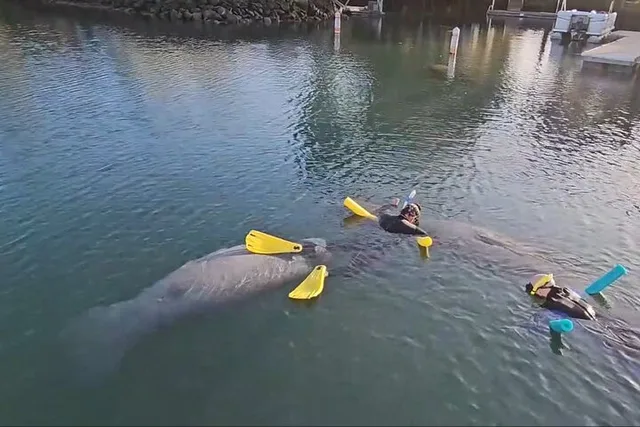 Crystal River Manatee Swim with Heated Boats 3 hr - Image 5