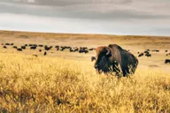 Rapid City Badlands and Wall Drug Tour thumbnail 6