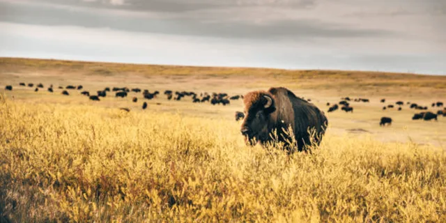 Rapid City Badlands and Wall Drug Tour - Image 6