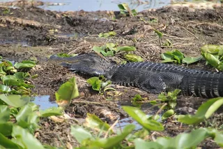 Orlando Airboat Ride