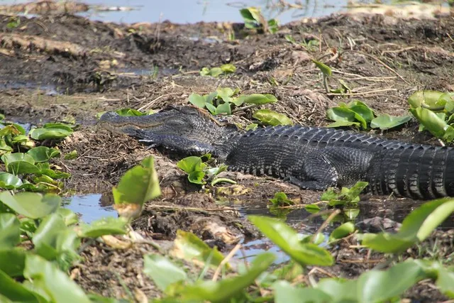 Orlando Airboat Ride - Image 1
