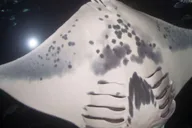 Kona Manta Ray Snorkeling Tour at Sunset thumbnail 5