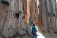 Sequoia National Park Guided Hiking Tour thumbnail 6