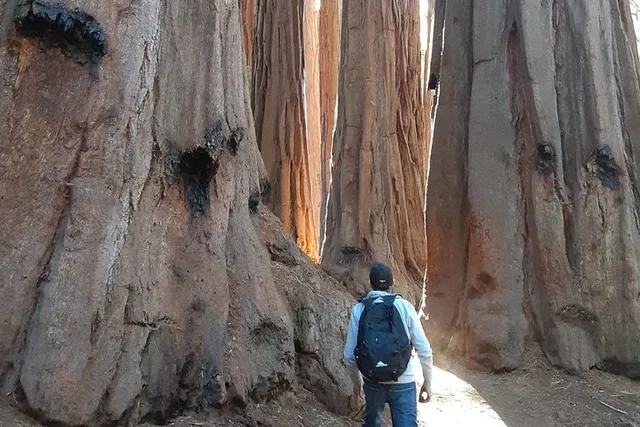 Sequoia National Park Guided Hiking Tour - Image 6