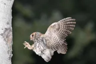 Estes Park Birds of Colorado Speaker Series thumbnail 2