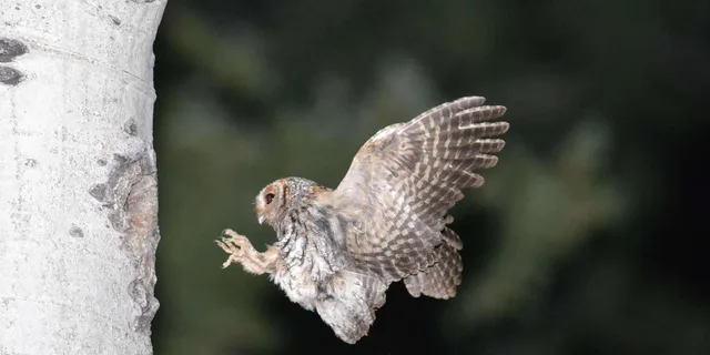 Estes Park Birds of Colorado Speaker Series - Image 2