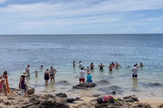 Oahu Circle Island Tour with Turtle Swim - Image 5