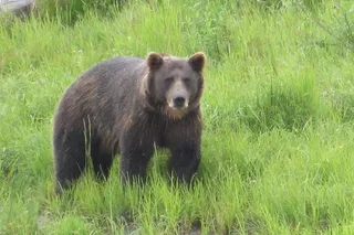 Anchorage City Tour and Portage Cruise