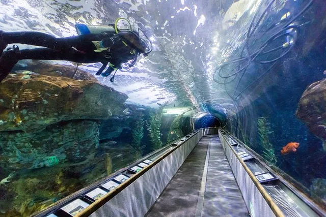 San Francisco Aquarium Tour 90 Min - Image 2