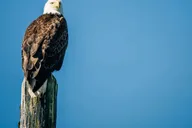 Sitka Whale Watching Tour with Naturalist thumbnail 4