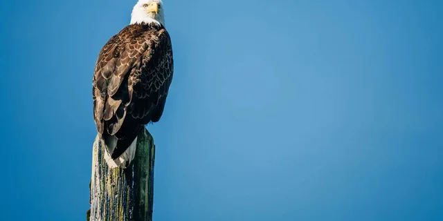 Sitka Whale Watching Tour with Naturalist - Image 4