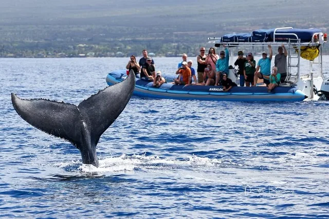 Maui Whale Watching Tour 1.5 Hours - Image 5