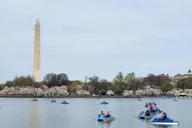 Washington DC Tidal Basin Pedal Boat Rental thumbnail 1