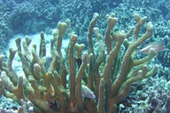 Kailua-Kona Glass-Bottom Boat Reef Tour 50 Min thumbnail 1