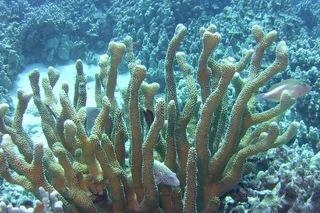Kailua-Kona Glass-Bottom Boat Reef Tour 50 Min