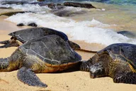 Maui Private Island Tour with Snorkeling 7 hr thumbnail 5