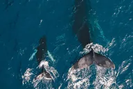 Honolulu Whale Watching Cruise thumbnail 1