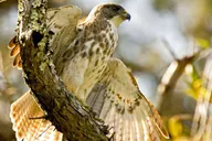 Hakalau Forest Bird Watching Adventure thumbnail 2