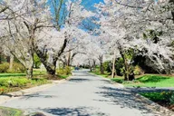 Washington D.C. Kenwood Cherry Blossoms Tour 3 hr thumbnail 2
