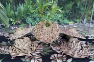 Hana Hawaiian Dinner Pa'ina thumbnail 6