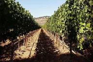 Napa Wine Tasting Tour with Route Planning 6 hr thumbnail 2