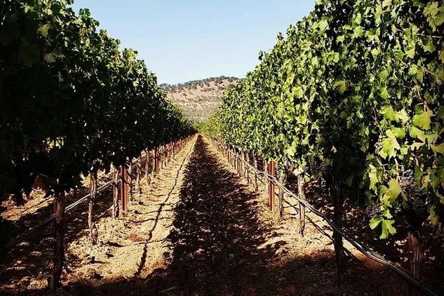 Napa Wine Tasting Tour with Route Planning 6 hr - Image 2