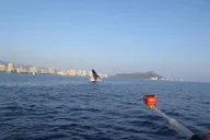 Waikiki Whale Watching Tour at Sunset thumbnail 3