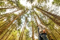 San Francisco Muir Woods and Sausalito Tour thumbnail 4