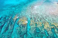 Key West Reef Snorkeling with Open Bar 3 hr thumbnail 4