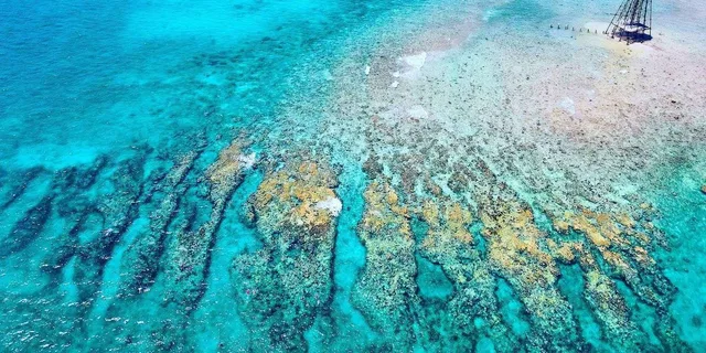 Key West Reef Snorkeling with Open Bar 3 hr - Image 4