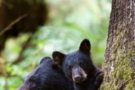 Ketchikan Bear Viewing Tour by Land and Sea thumbnail 2