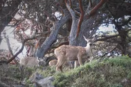 Point Lobos Nature Walk 2 hr thumbnail 6