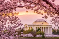 Washington, DC Cherry Blossom Walking Tour thumbnail 1