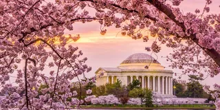 Washington, DC Cherry Blossom Walking Tour