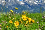 Jackson Grand Teton Wildlife and Scenery Tour 8 hr thumbnail 5
