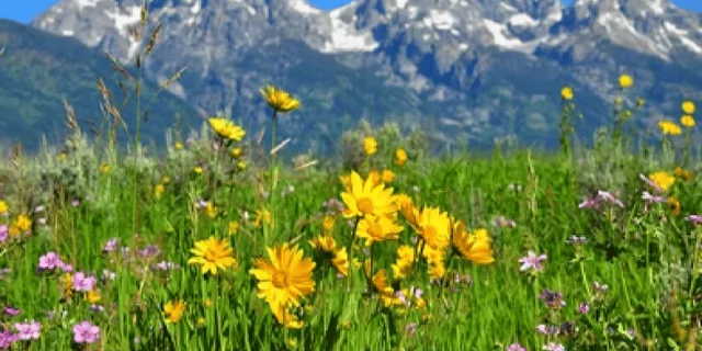 Jackson Grand Teton Wildlife and Scenery Tour 8 hr - Image 5