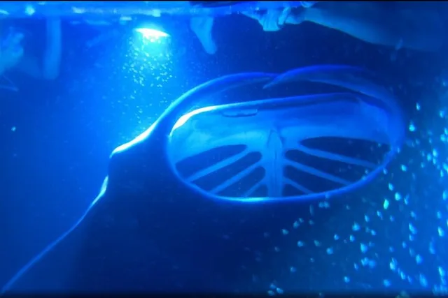 Kona Manta Ray Night Snorkel - Image 1