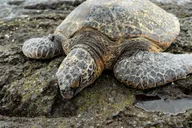 Hilo Volcano and Black Sand Beach Tour thumbnail 4
