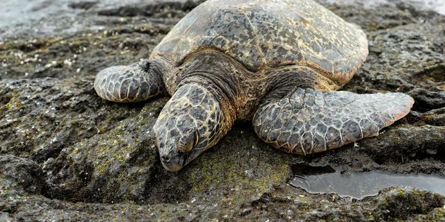Hilo Volcano and Black Sand Beach Tour - Image 4