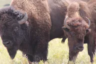 Rapid City Scenic Black Hills Tour thumbnail 5