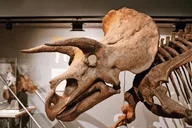 Washington D.C. Smithsonian Museum of Natural History Tour thumbnail 5